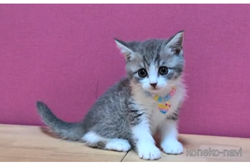 成約済の東京都のマンチカン-101309の6枚目